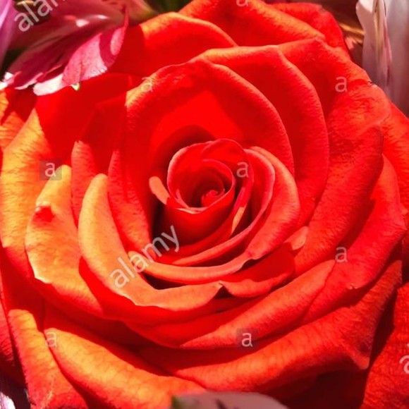 peruvianrose
